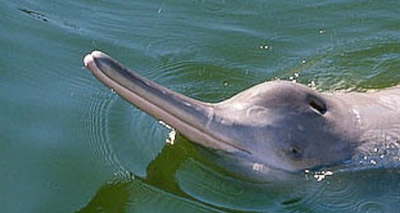 Gangetic Dolphin Sightings on the Ganges