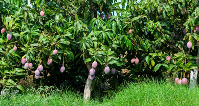 Walk through mango orchards